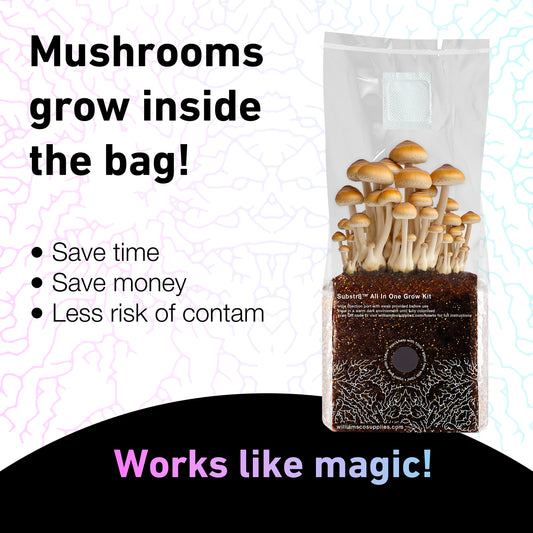 2KG All In One Mushroom Growing Kit - Complete Setup | Grain + Substrate Included UK