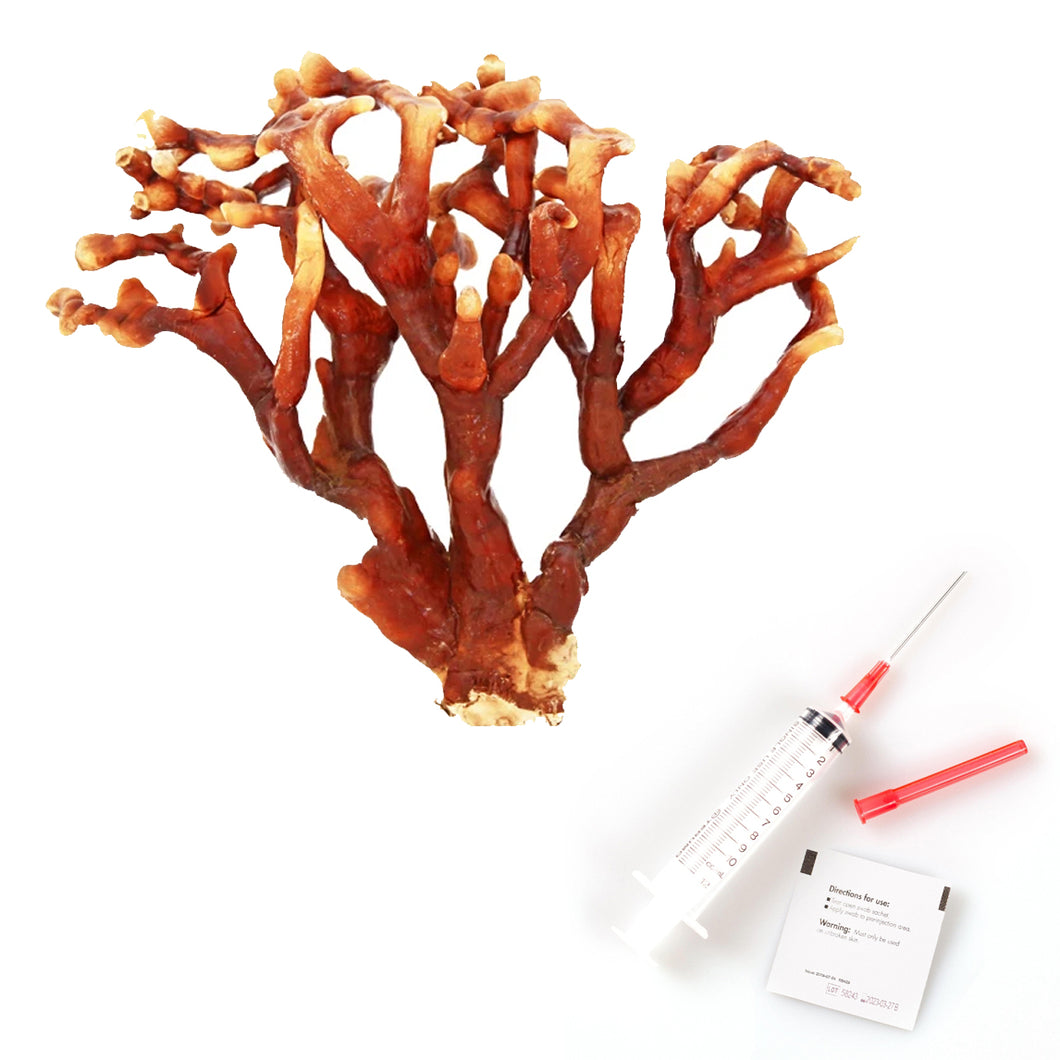 Antler Reishi Mushroom Liquid Culture | Ganoderma Multipileum