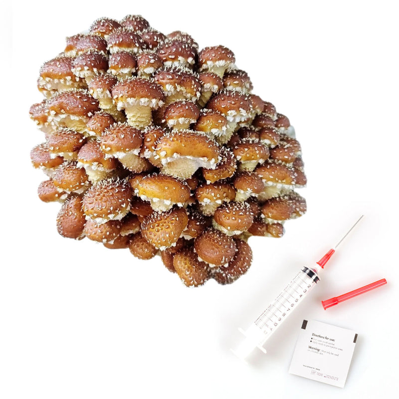 Chestnut Liquid Culture | Pholiota Adiposa