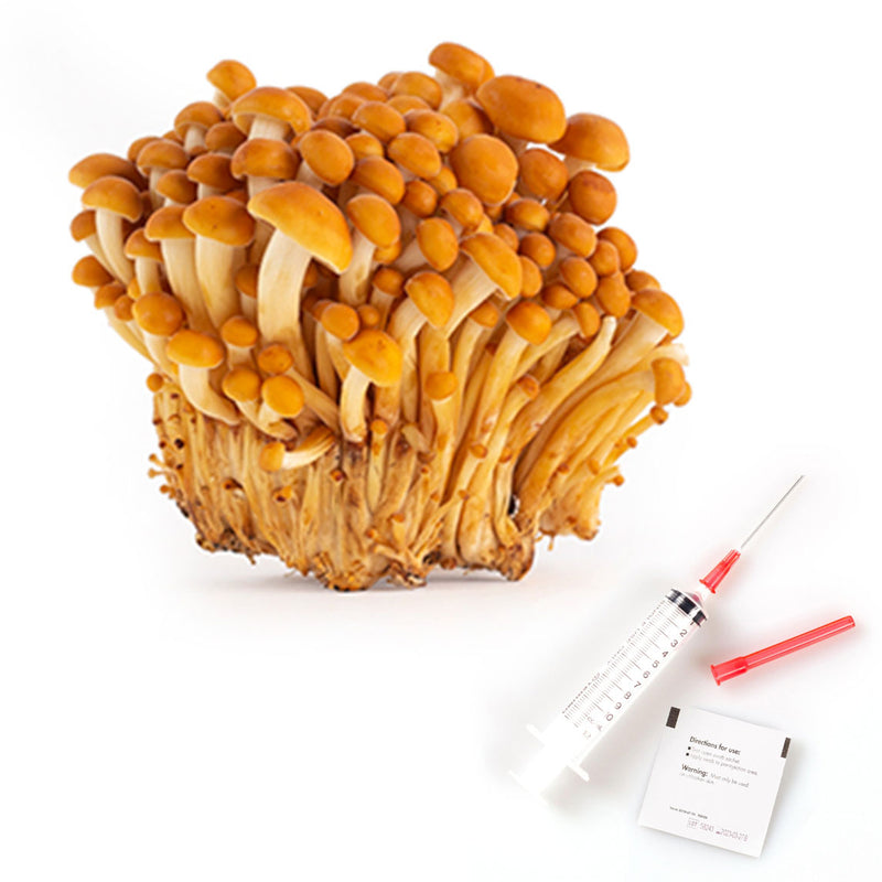 Golden Enoki Mushroom Liquid Culture | Flammulina Velutipes