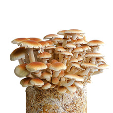 Load image into Gallery viewer, Substr8™ Inject &amp; Forget Growing Kit For Exotic Mushroom &amp; Therapeutic Species | 1KG
