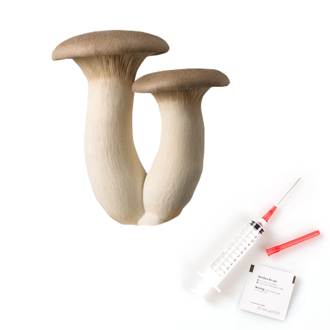 King Oyster Mushroom Liquid Culture | Pleurotus Eryngii