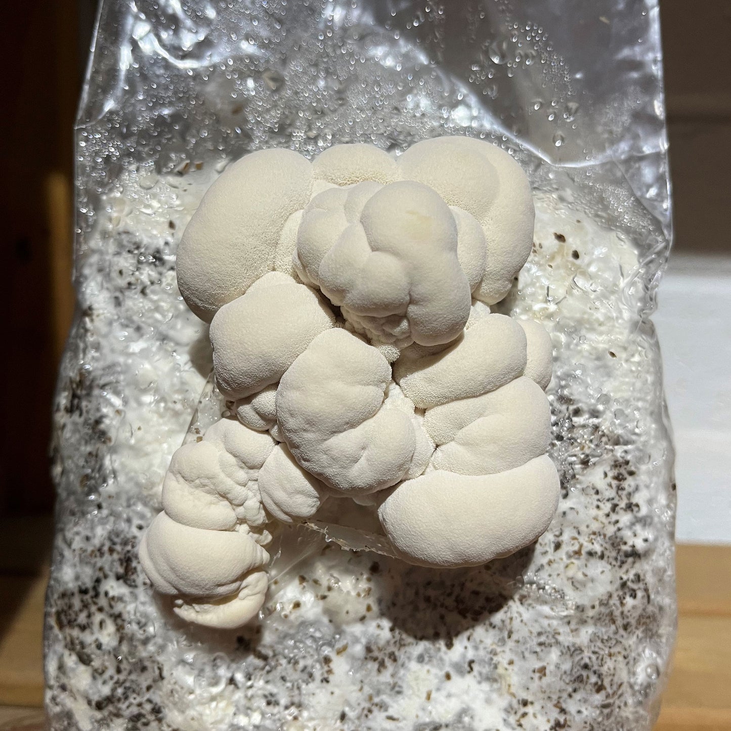 Logyc™ Hardwood Mushroom Growing Kit 1.5KG