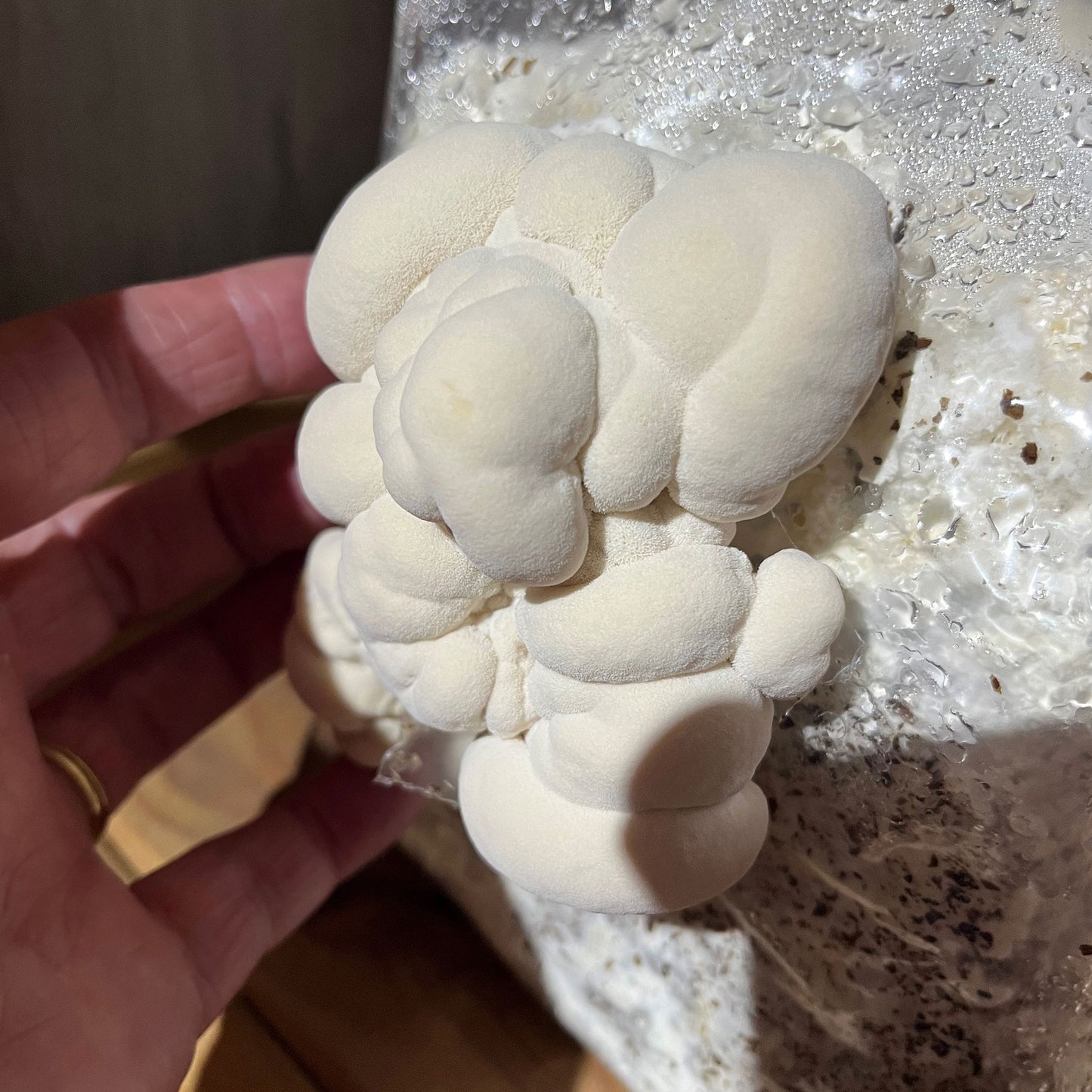 Lion's Mane Mushroom Grow Kit 1.5KG