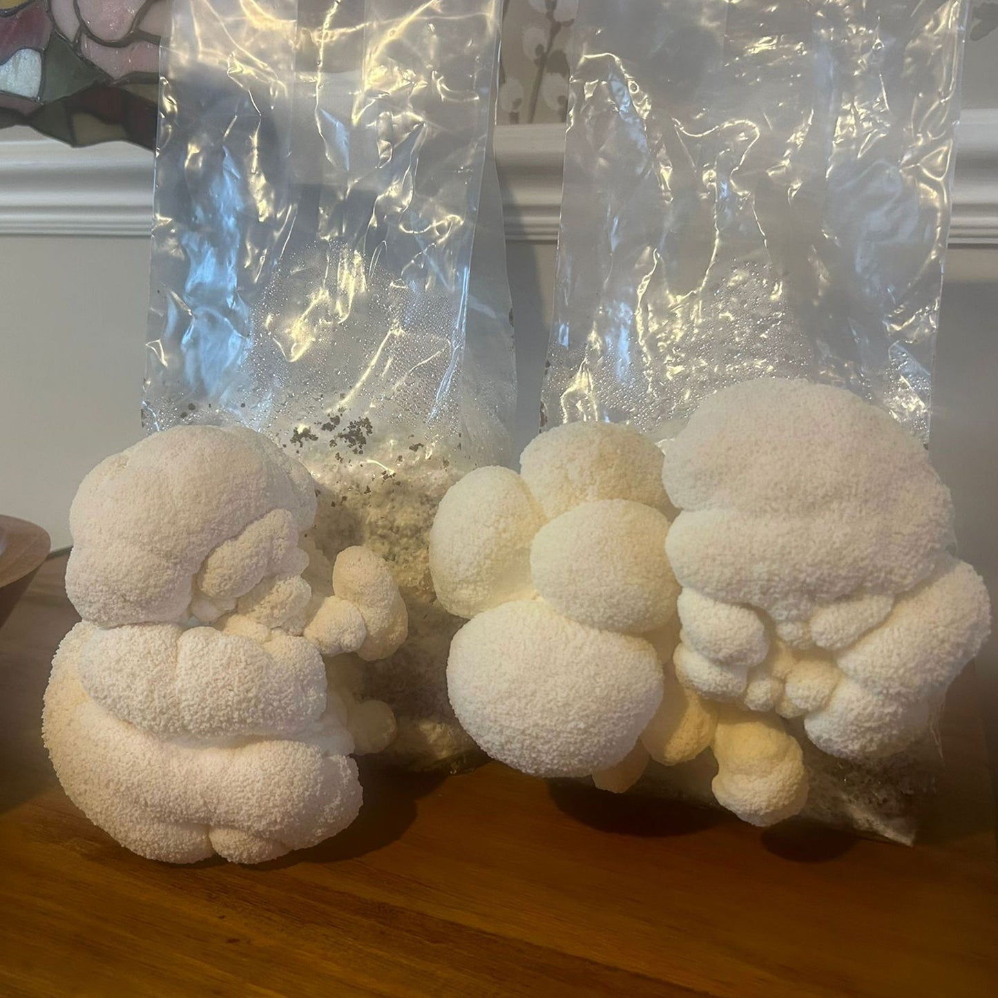 Logyc™ Hardwood Mushroom Growing Kit 1.5KG