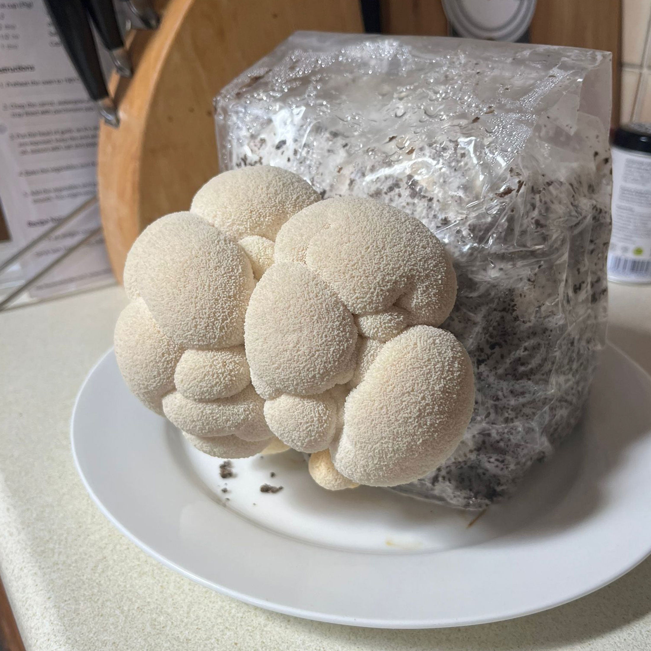 Lion's Mane Mushroom Grow Kit 1.5KG