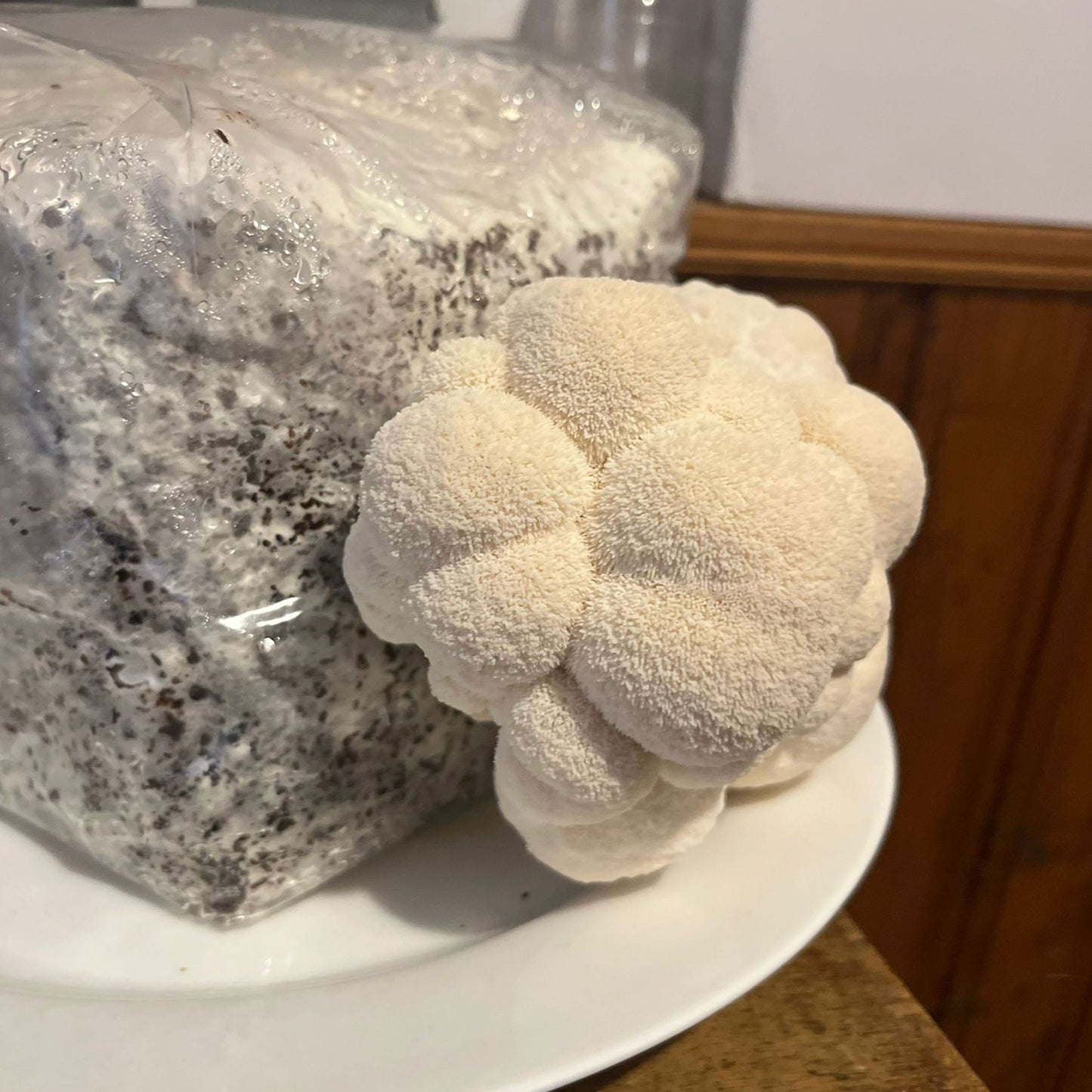 Logyc™ Hardwood Mushroom Growing Kit 1.5KG