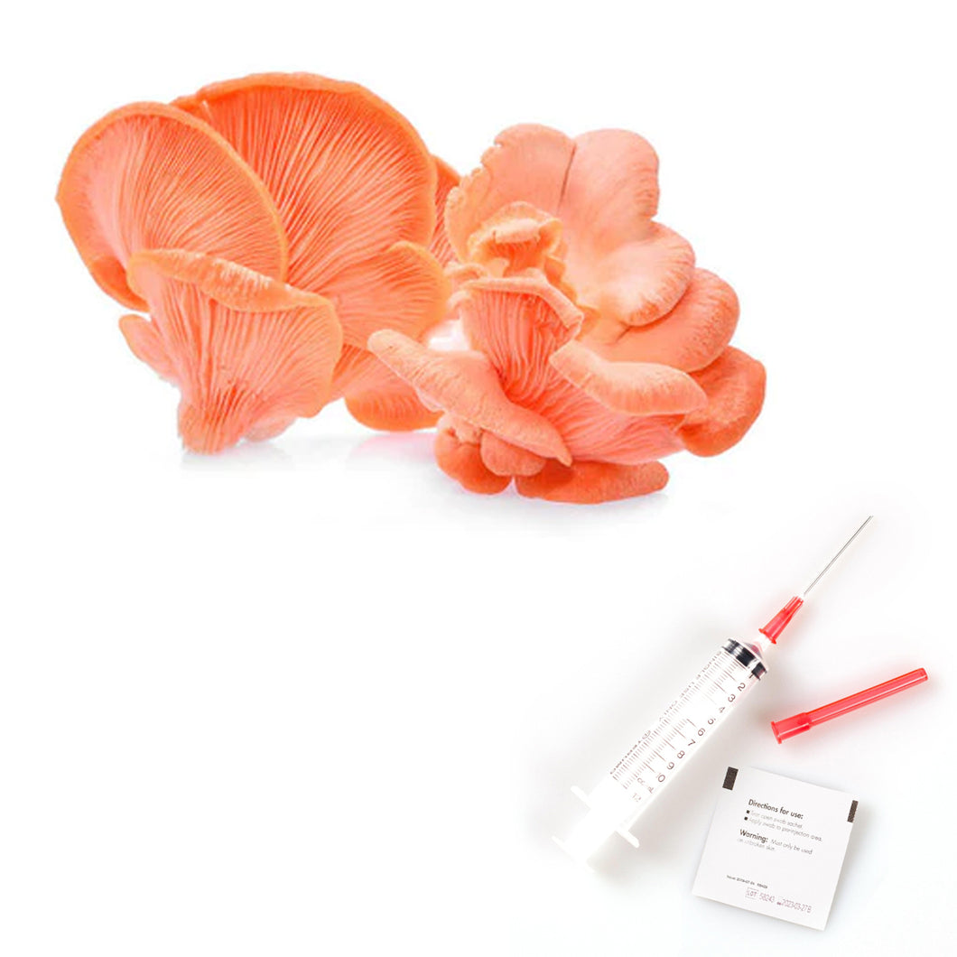 Pink Oyster Mushroom Liquid Culture | Pleurotus Djamor