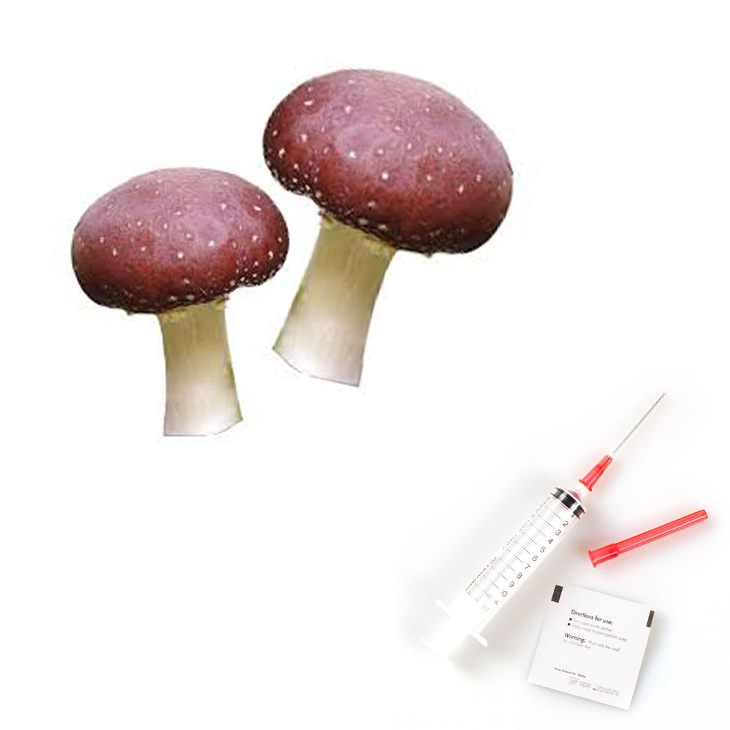 Wine Cap Mushroom Liquid Culture | Stropharia Rugosoannulata