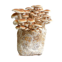 Load image into Gallery viewer, Large All-In-One Mushroom Growing Kit
